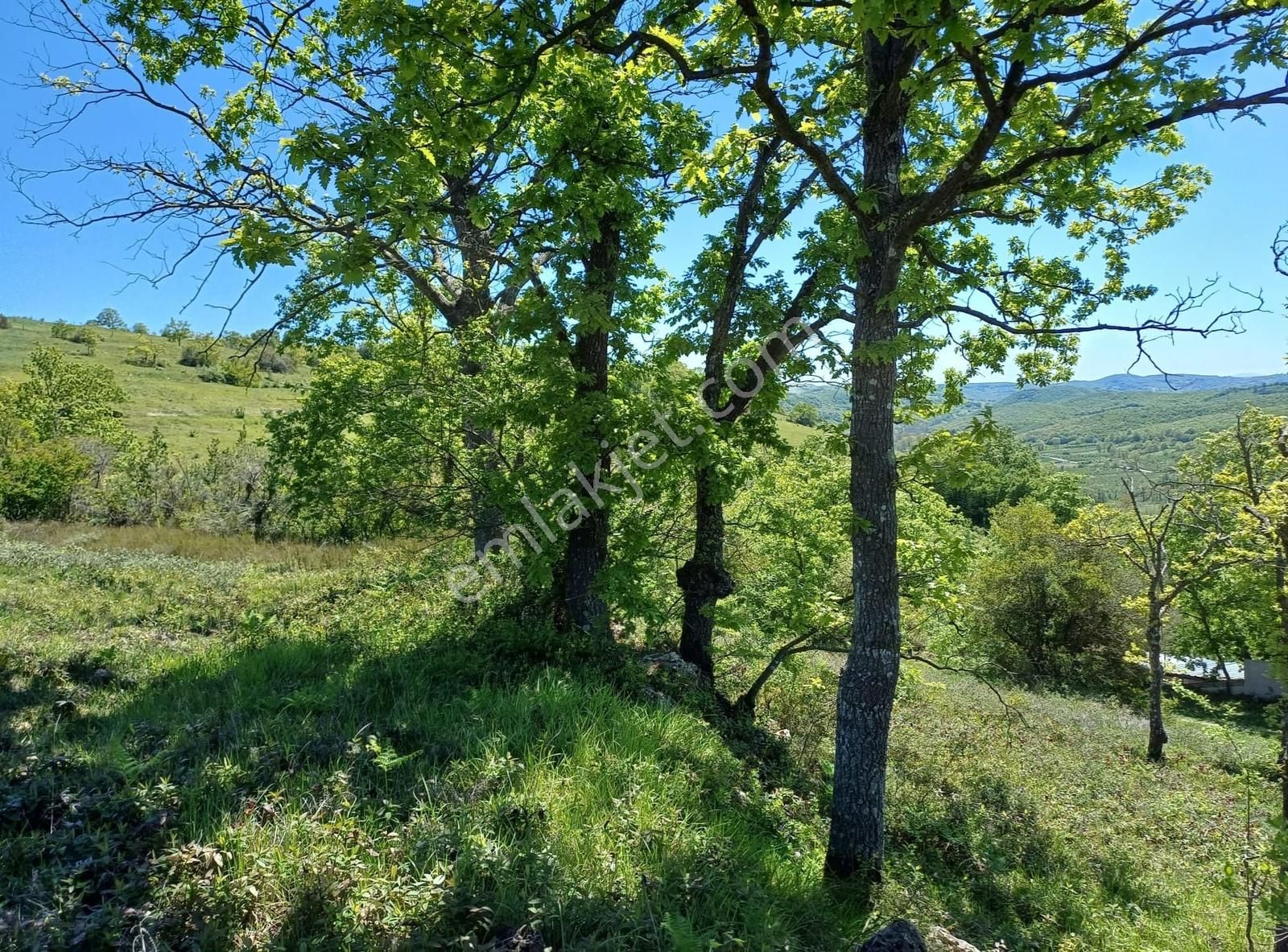 Kandıra Çalca Mah .2.349 M2 Kadastrol Yola Cephe Tarla - Görsel 4
