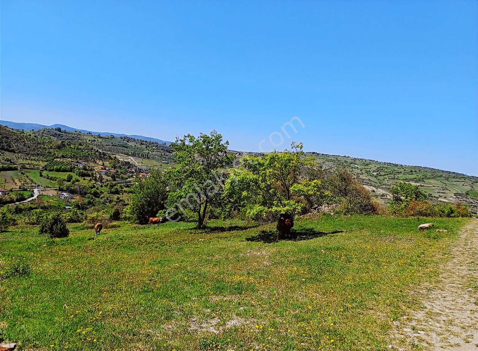 Kandıra Çalca Mah .2.349 M2 Kadastrol Yola Cephe Tarla - Görsel 10