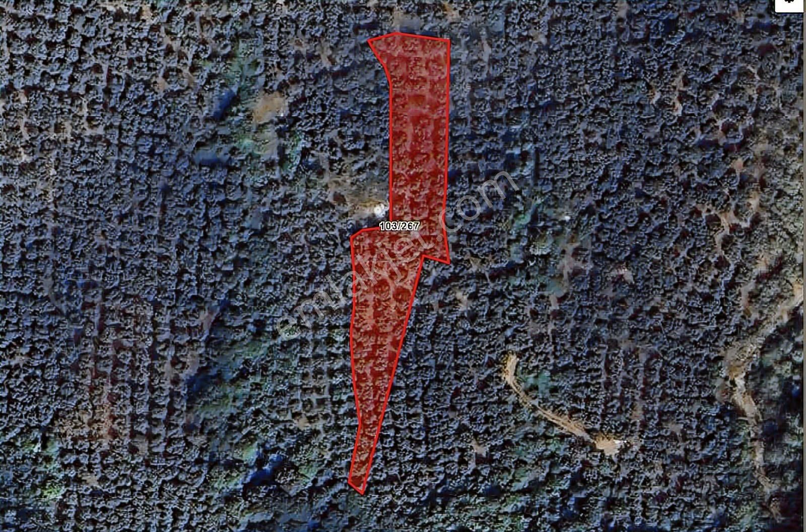 Bursa Orhangazi Narlıca Mah. 2.187 M2 Satılık Zeytinlik - Görsel 11