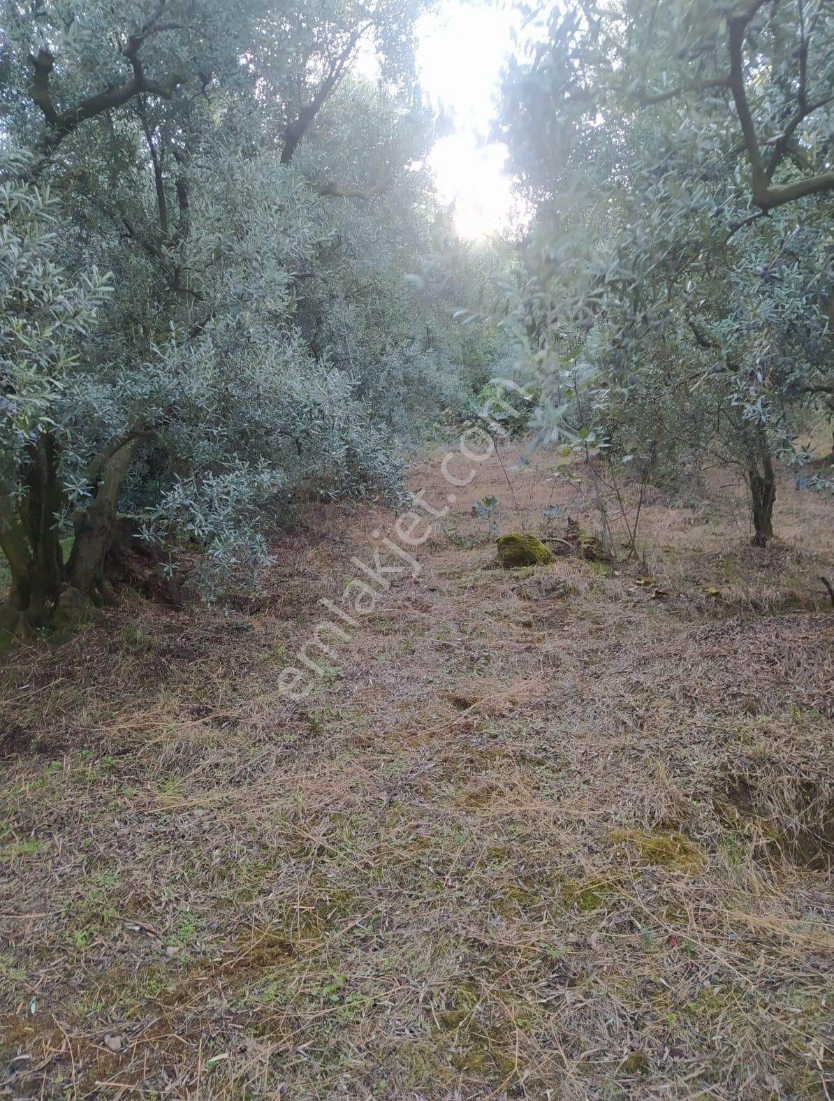 Bursa Orhangazi Narlıca Mah. 2.187 M2 Satılık Zeytinlik - Görsel 13