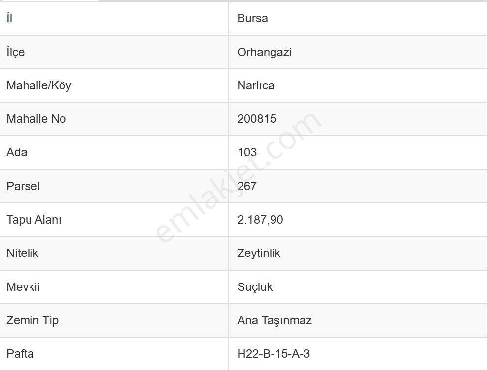 Bursa Orhangazi Narlıca Mah. 2.187 M2 Satılık Zeytinlik - Görsel 6