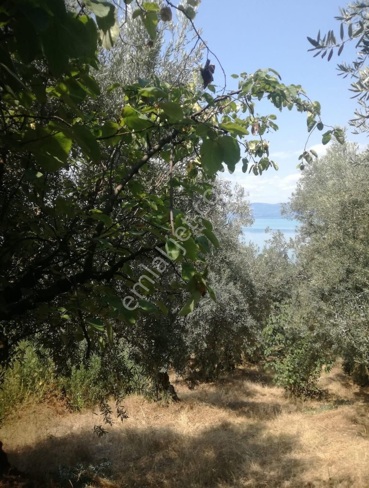 Bursa Orhangazi Narlıca Mah. 2.187 M2 Satılık Zeytinlik - Görsel 14