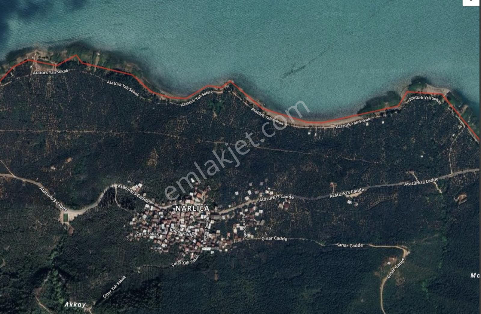 Bursa Orhangazi Narlıca Mah. 2.187 M2 Satılık Zeytinlik - Görsel 7
