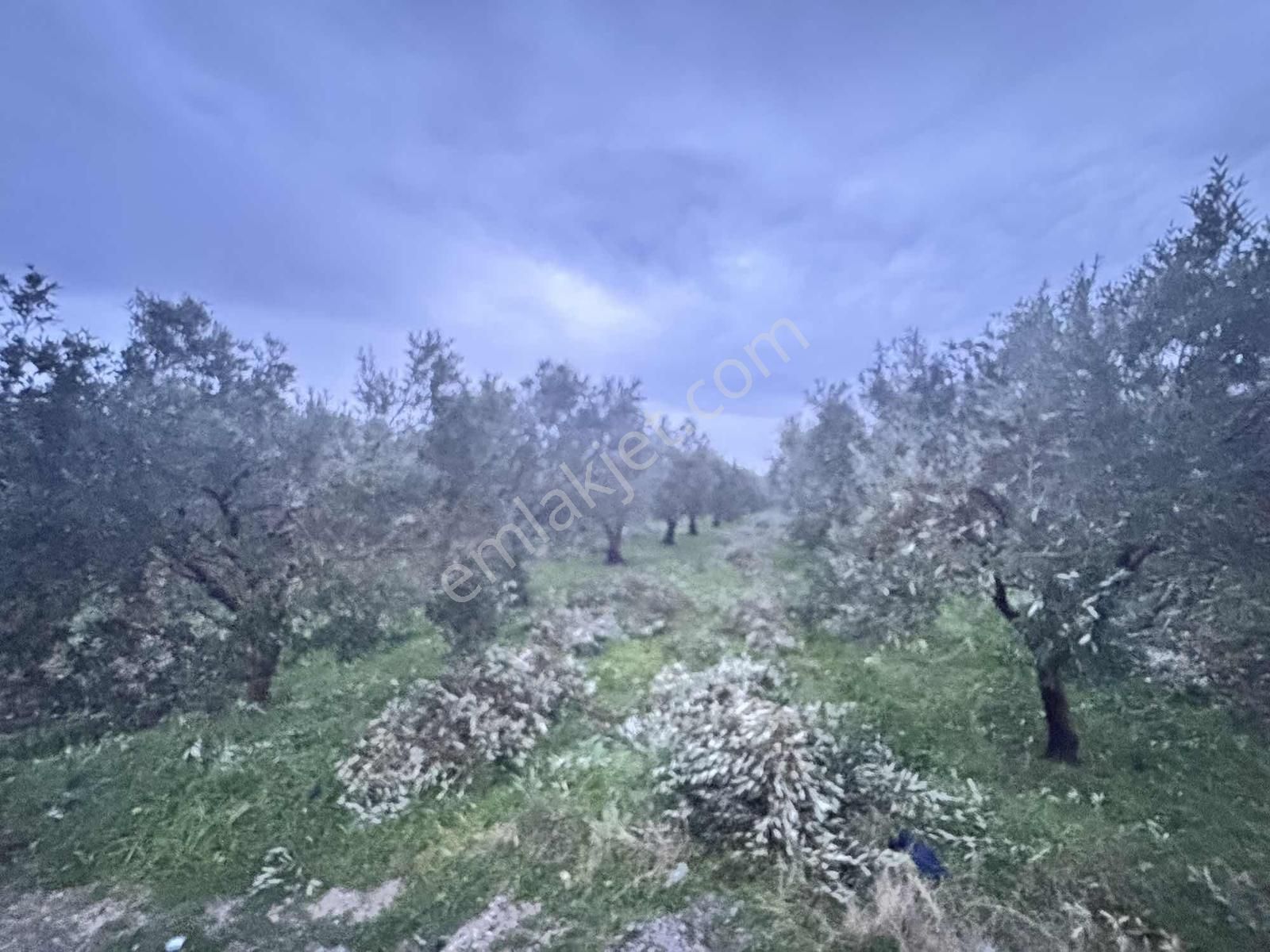 Mecidiye Yolu Asfalt Üzerinde 7.700 M2 Köşe Parsel Zeytinlik - Görsel 4