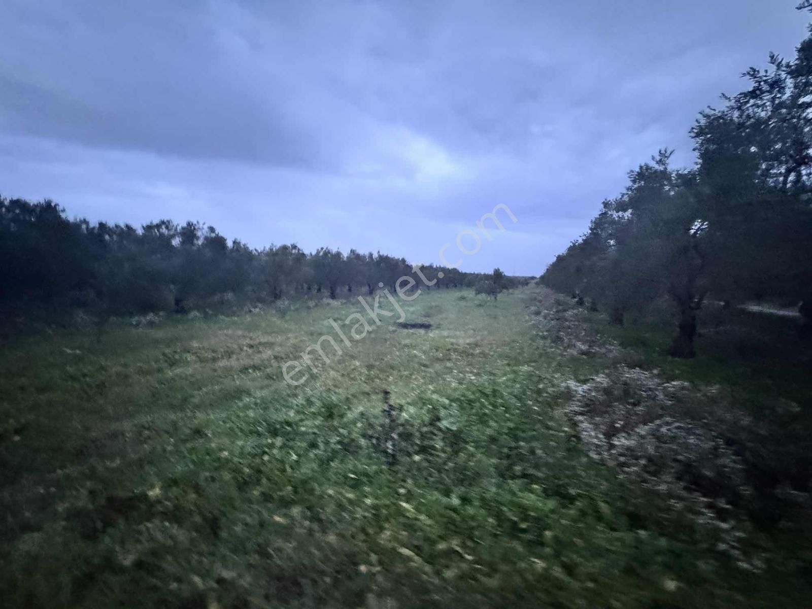 Mecidiye Yolu Asfalt Üzerinde 7.700 M2 Köşe Parsel Zeytinlik - Görsel 10