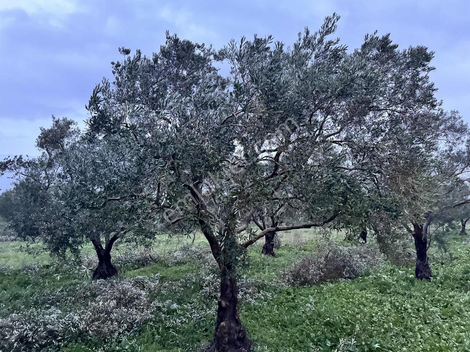 Mecidiye Yolu Asfalt Üzerinde 7.700 M2 Köşe Parsel Zeytinlik - Görsel 7