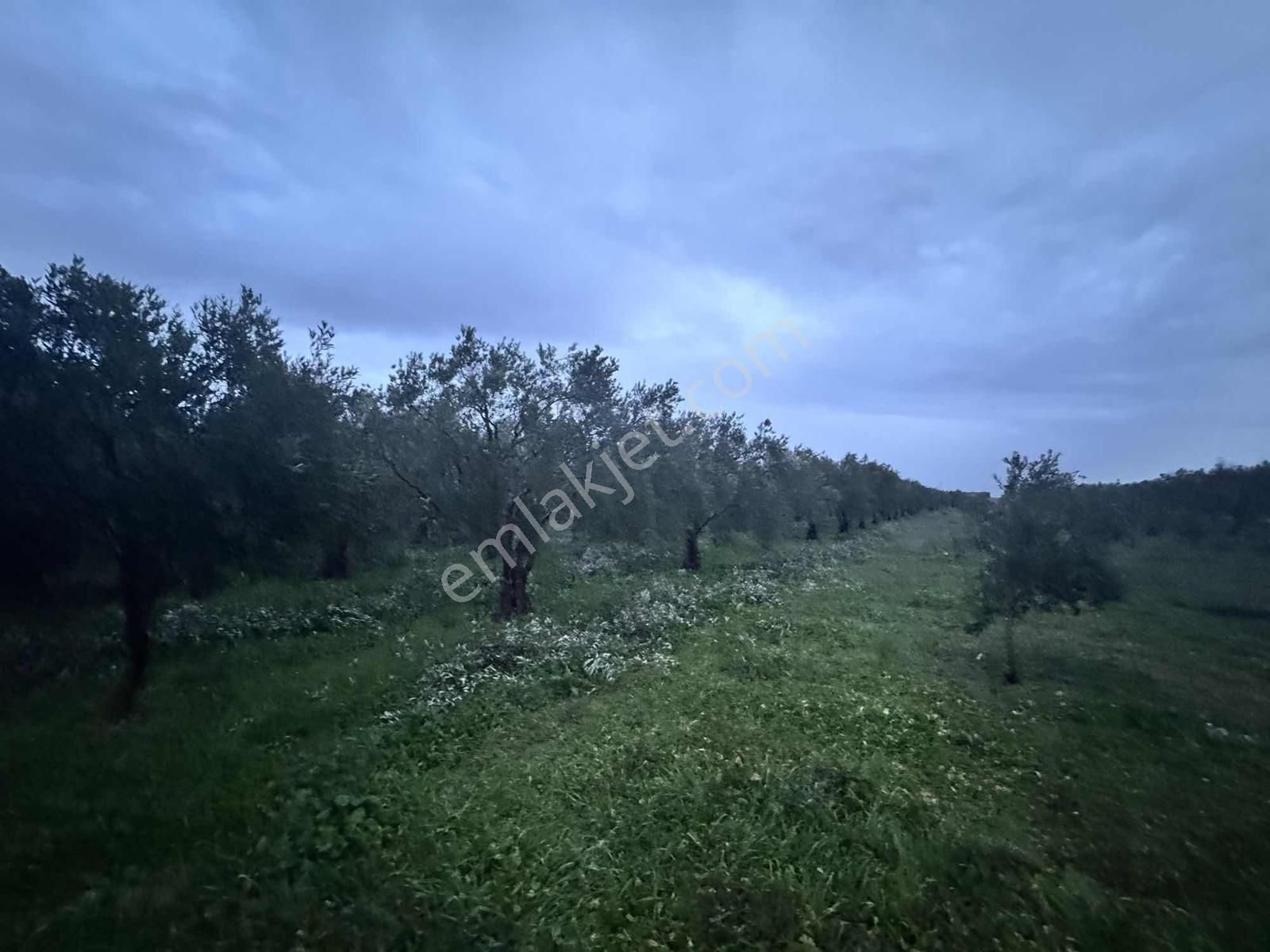 Mecidiye Yolu Asfalt Üzerinde 7.700 M2 Köşe Parsel Zeytinlik - Görsel 3