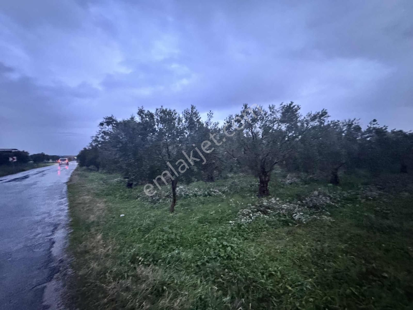 Mecidiye Yolu Asfalt Üzerinde 7.700 M2 Köşe Parsel Zeytinlik - Görsel 11