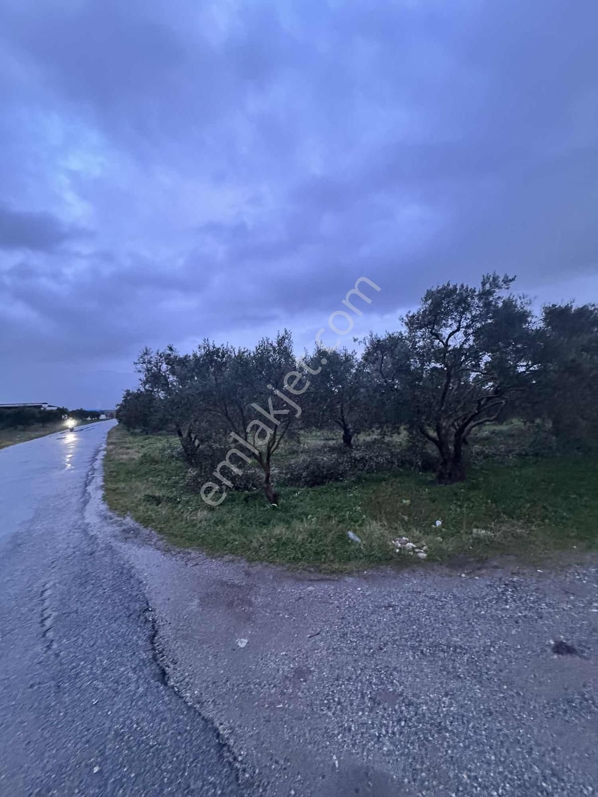 Mecidiye Yolu Asfalt Üzerinde 7.700 M2 Köşe Parsel Zeytinlik