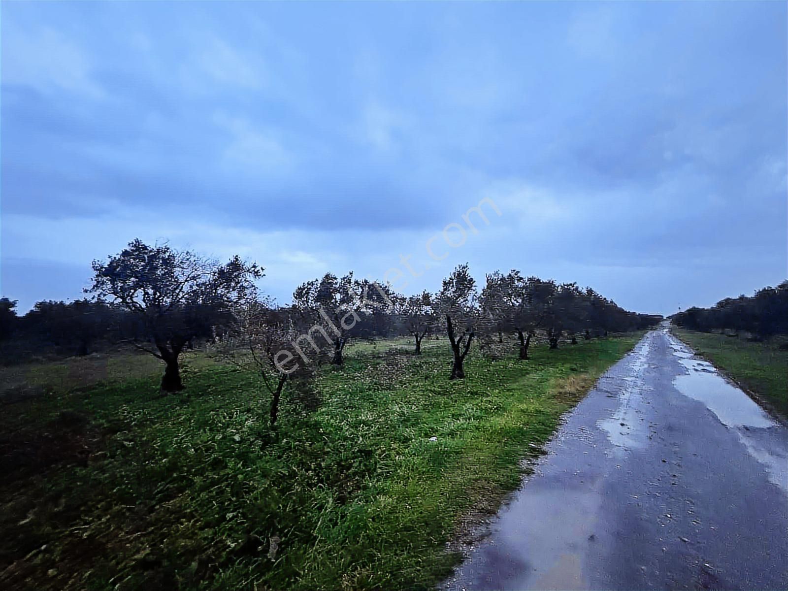 Mecidiye Yolu Asfalt Üzerinde 7.700 M2 Köşe Parsel Zeytinlik - Görsel 8