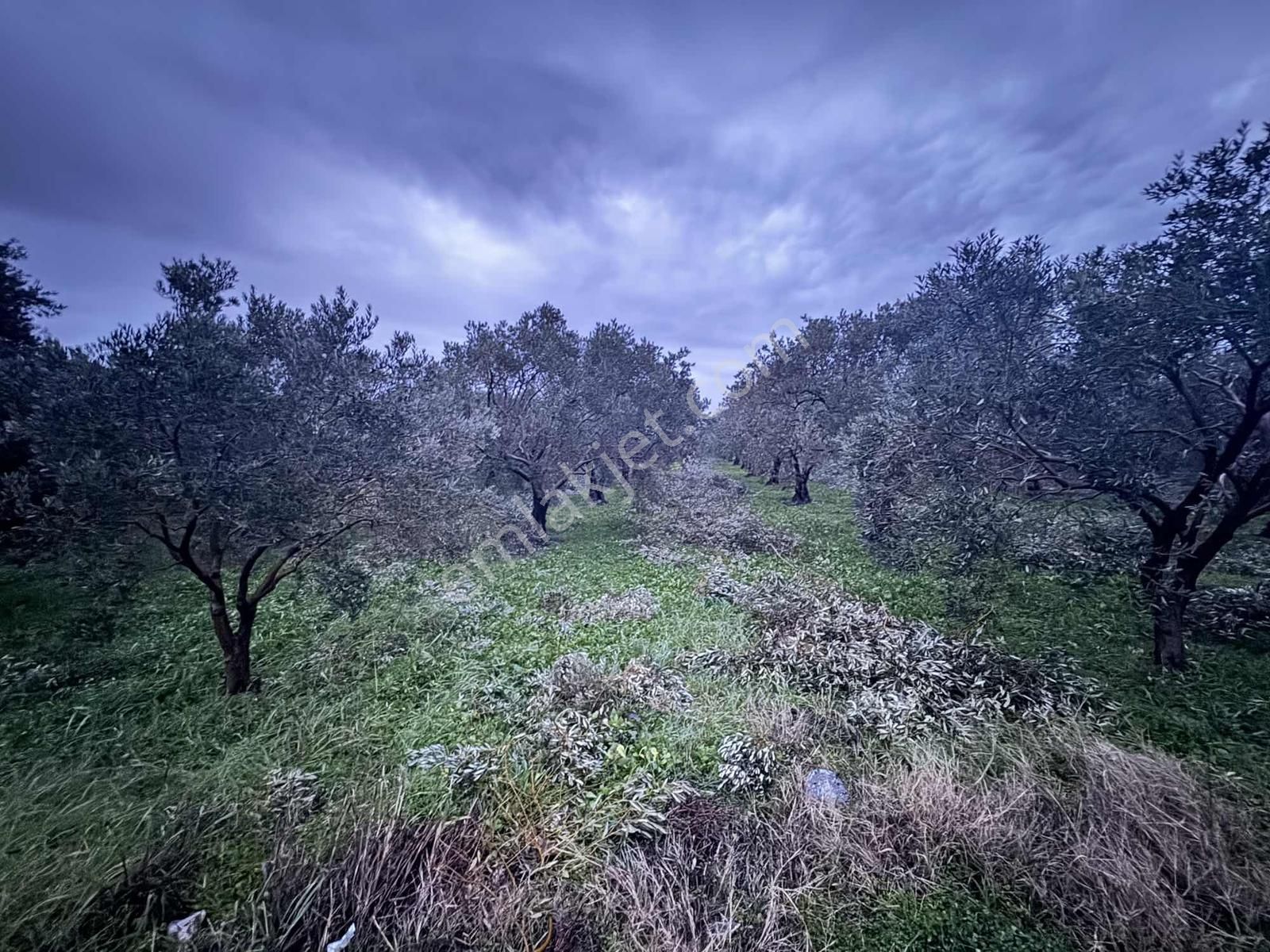 Mecidiye Yolu Asfalt Üzerinde 7.700 M2 Köşe Parsel Zeytinlik - Görsel 2