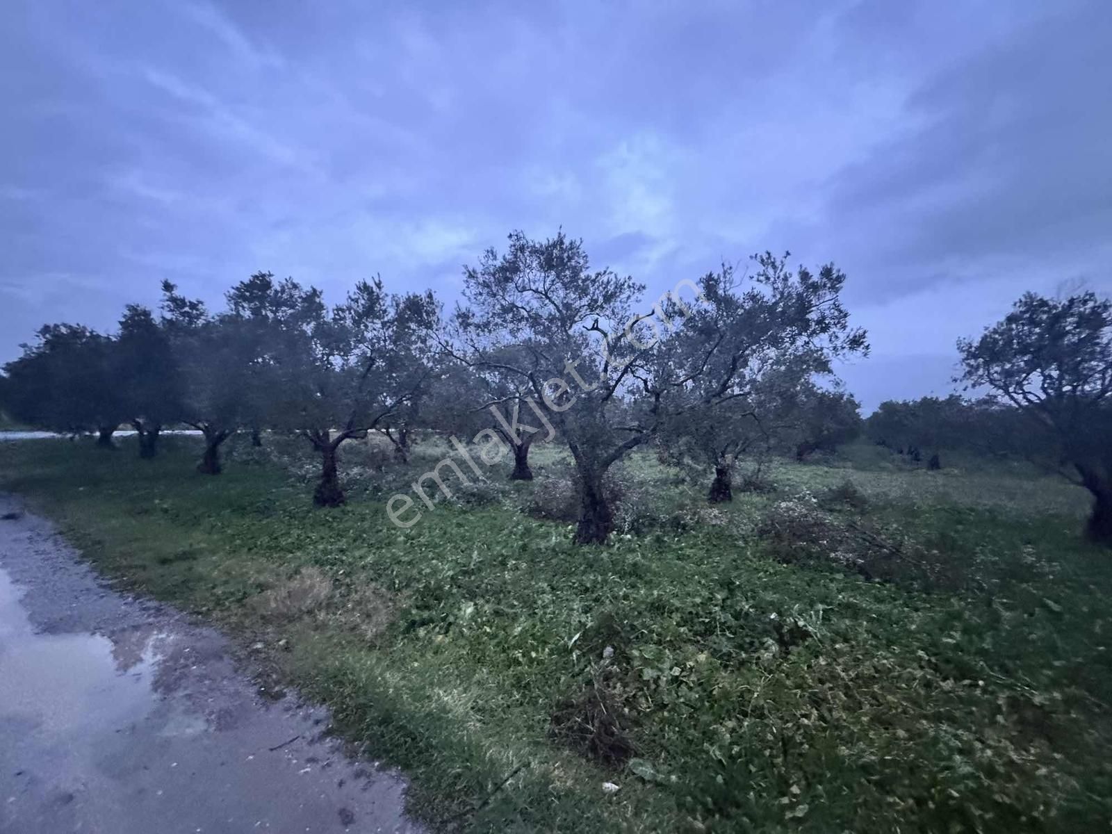 Mecidiye Yolu Asfalt Üzerinde 7.700 M2 Köşe Parsel Zeytinlik - Görsel 9