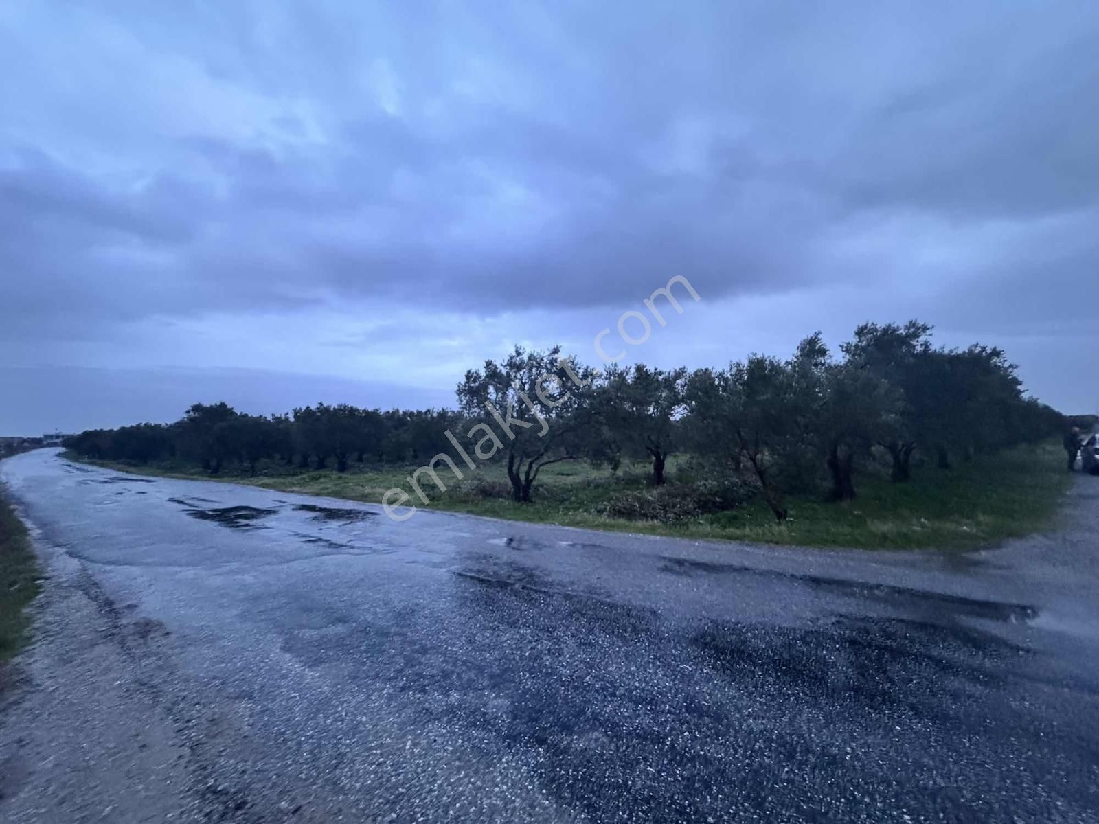 Mecidiye Yolu Asfalt Üzerinde 7.700 M2 Köşe Parsel Zeytinlik - Görsel 6