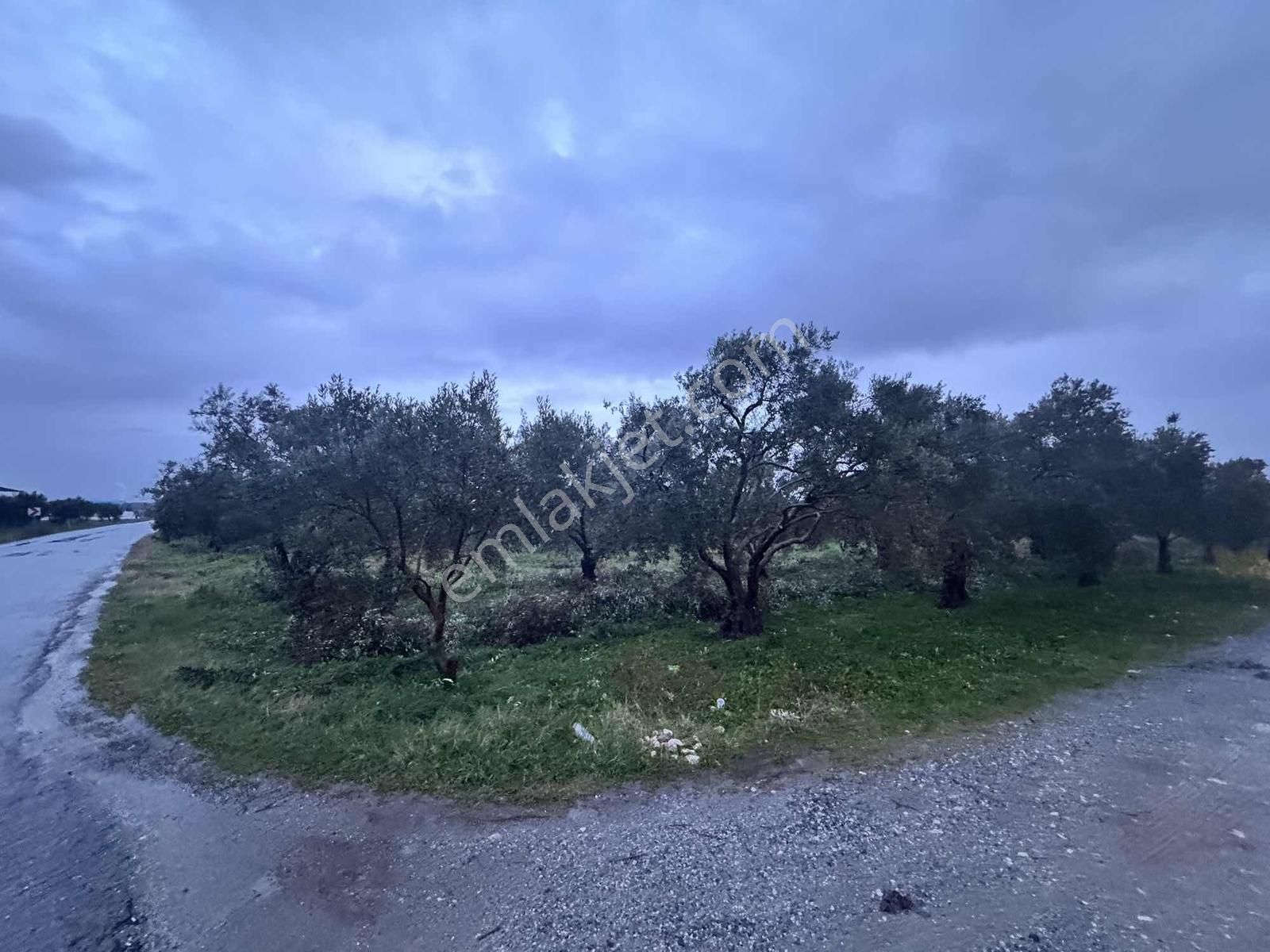 Mecidiye Yolu Asfalt Üzerinde 7.700 M2 Köşe Parsel Zeytinlik - Görsel 5