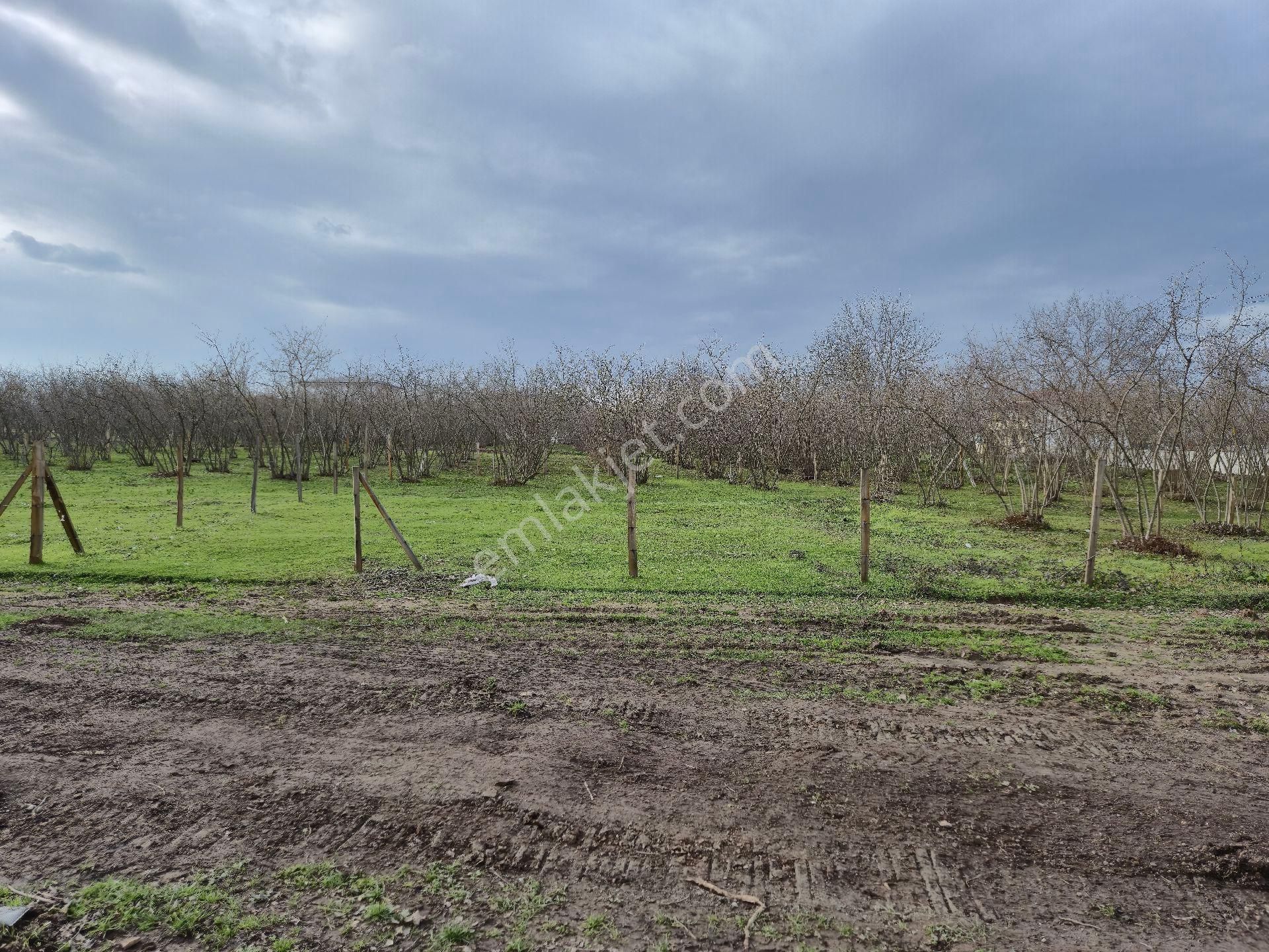 Realty World'dan Karapürçek Ahmetler'de 490m2 %35 3 Kat İmarlı Düz Arsa - Görsel 4