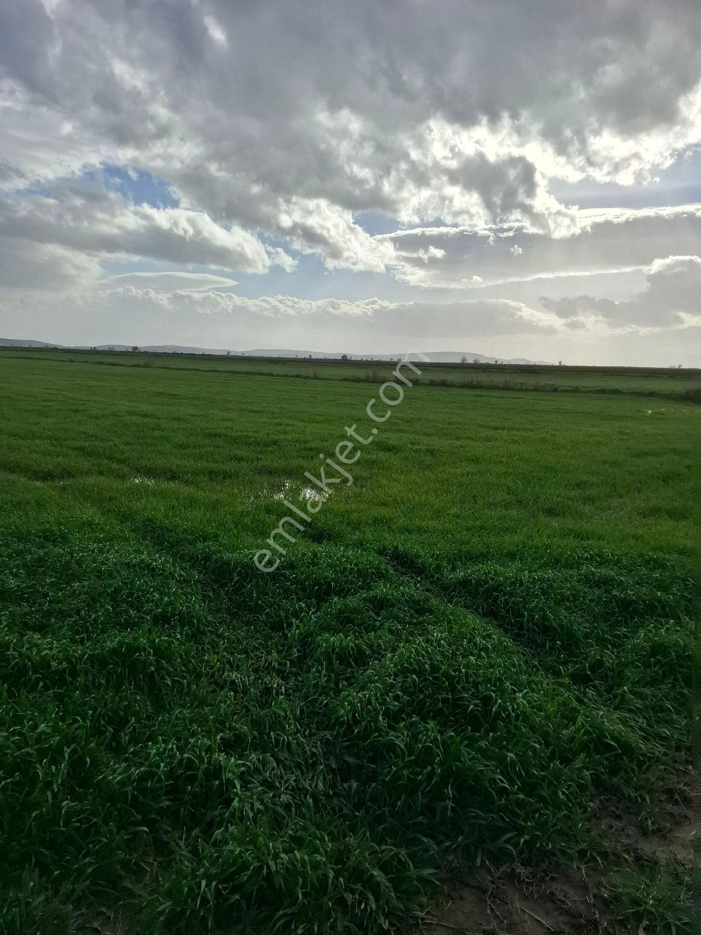 Foça Yeni Bağarasında 1350 M2 Bahçe Acil Satiliktir - Görsel 25