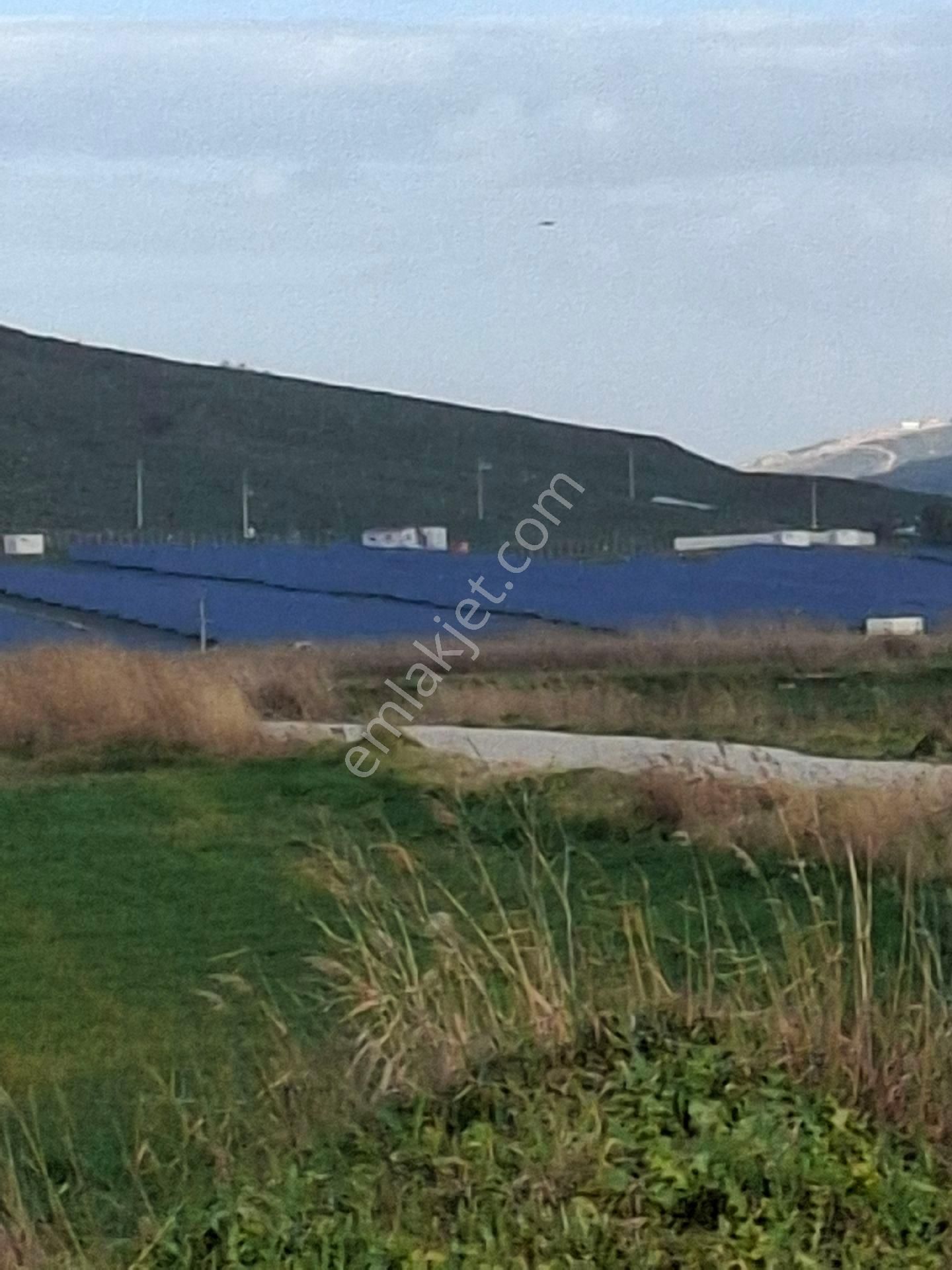 Foça Yeni Bağarasında 1350 M2 Bahçe Acil Satiliktir - Görsel 34