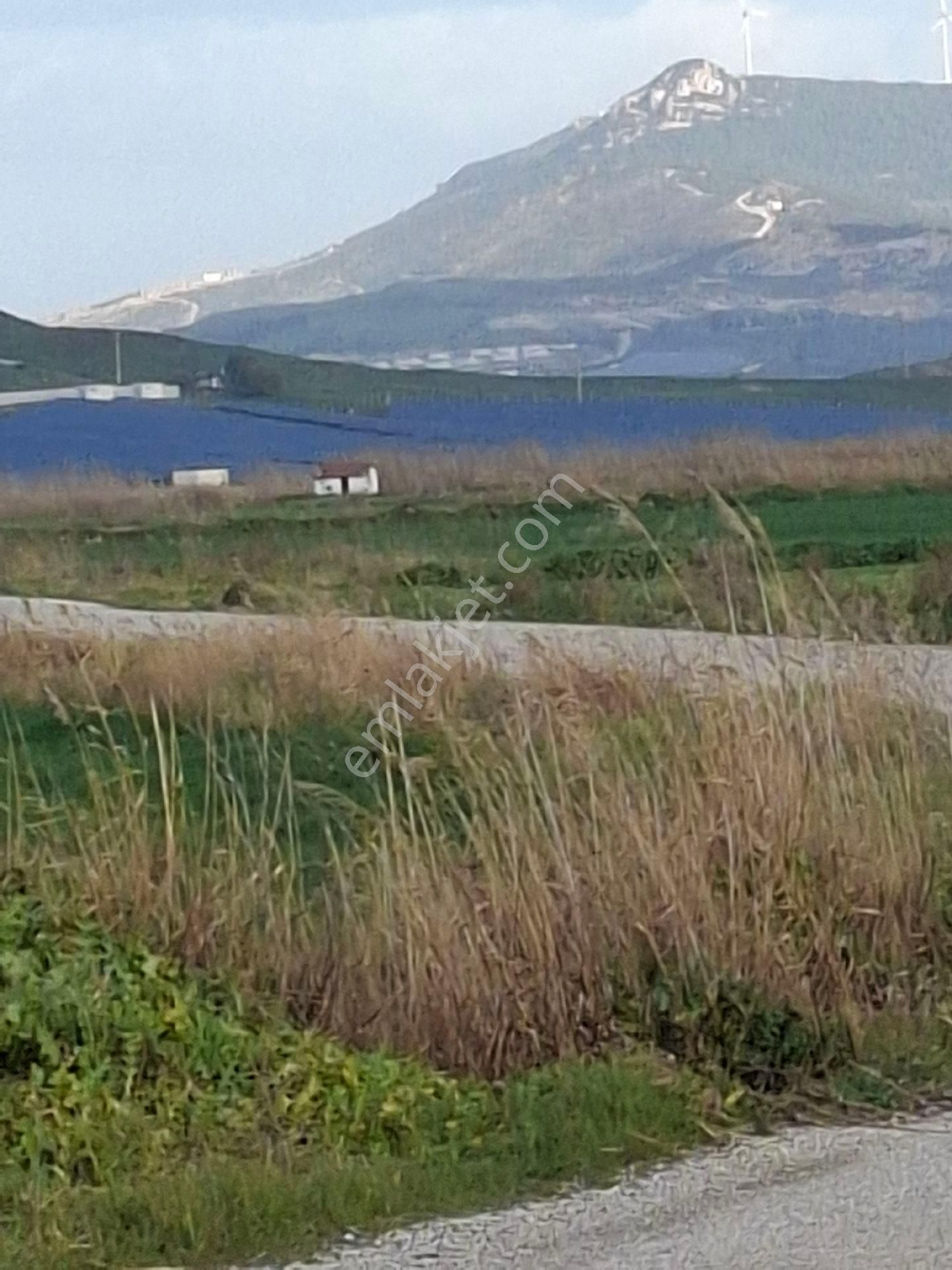 Foça Yeni Bağarasında 1350 M2 Bahçe Acil Satiliktir - Görsel 33