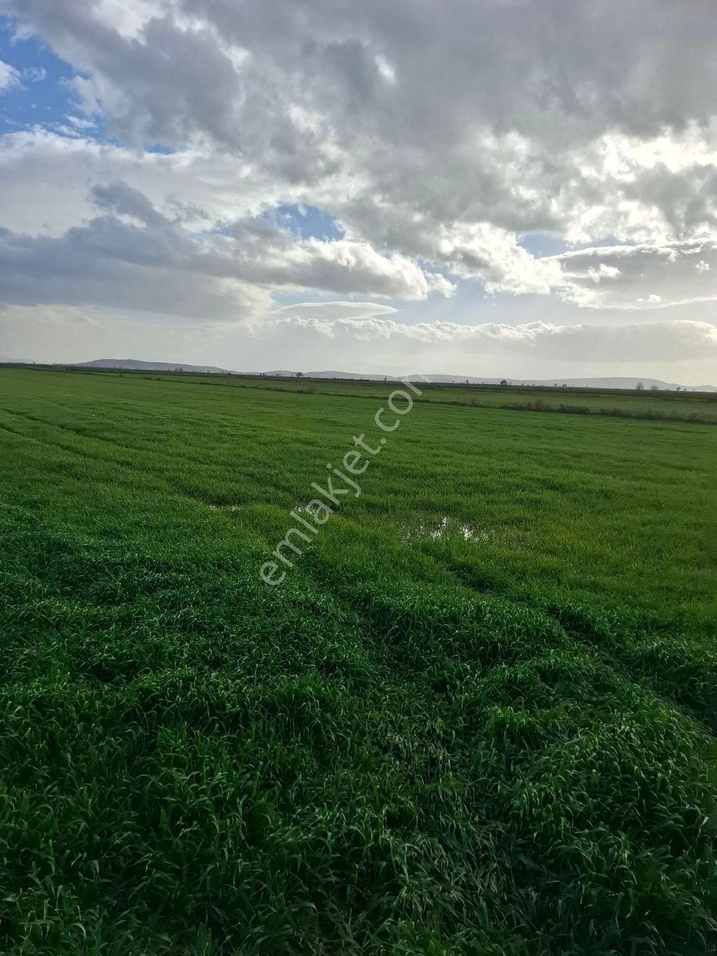 Foça Yeni Bağarasında 1350 M2 Bahçe Acil Satiliktir - Görsel 27