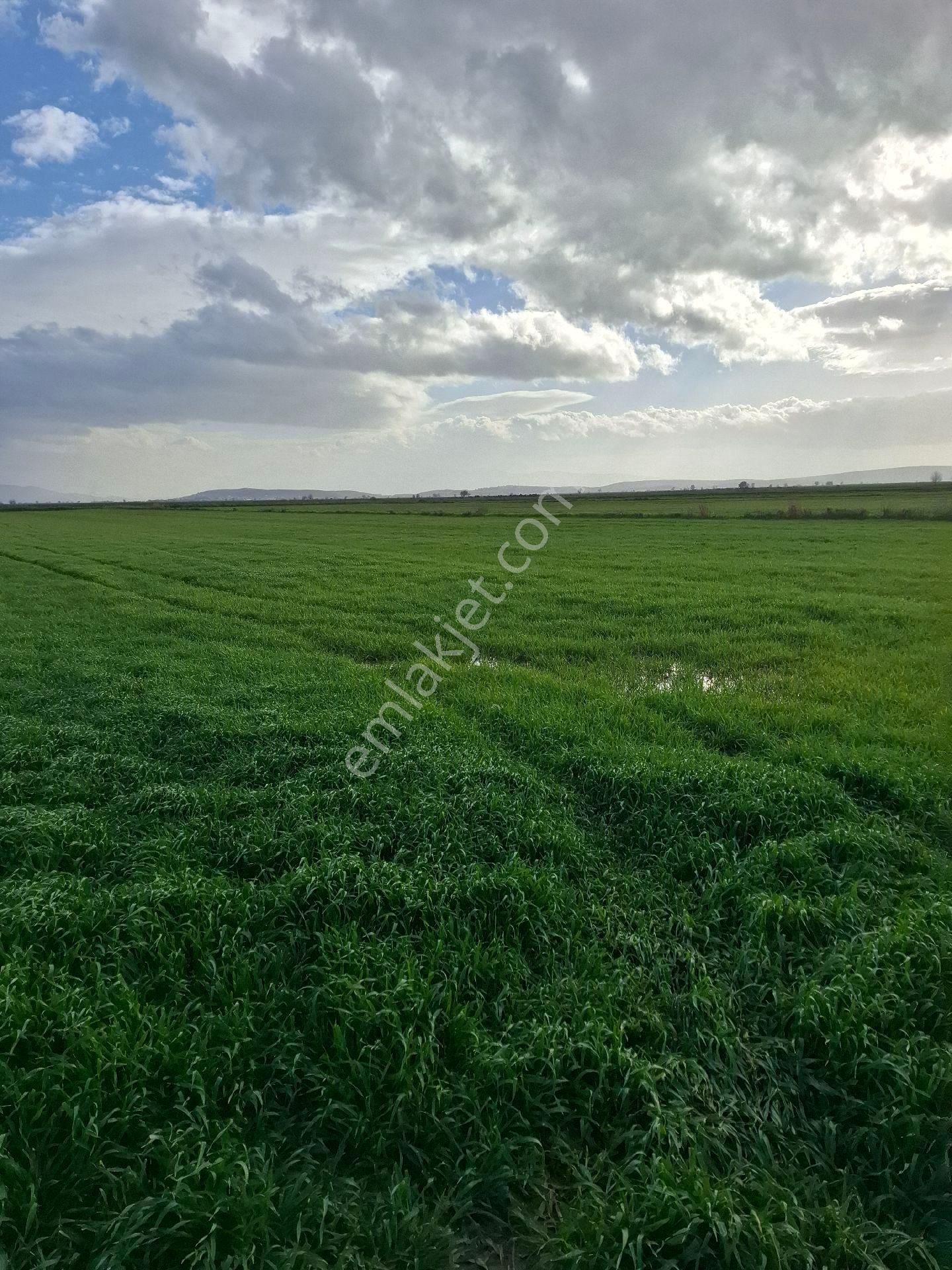 Foça Yeni Bağarasında 1350 M2 Bahçe Acil Satiliktir - Görsel 26