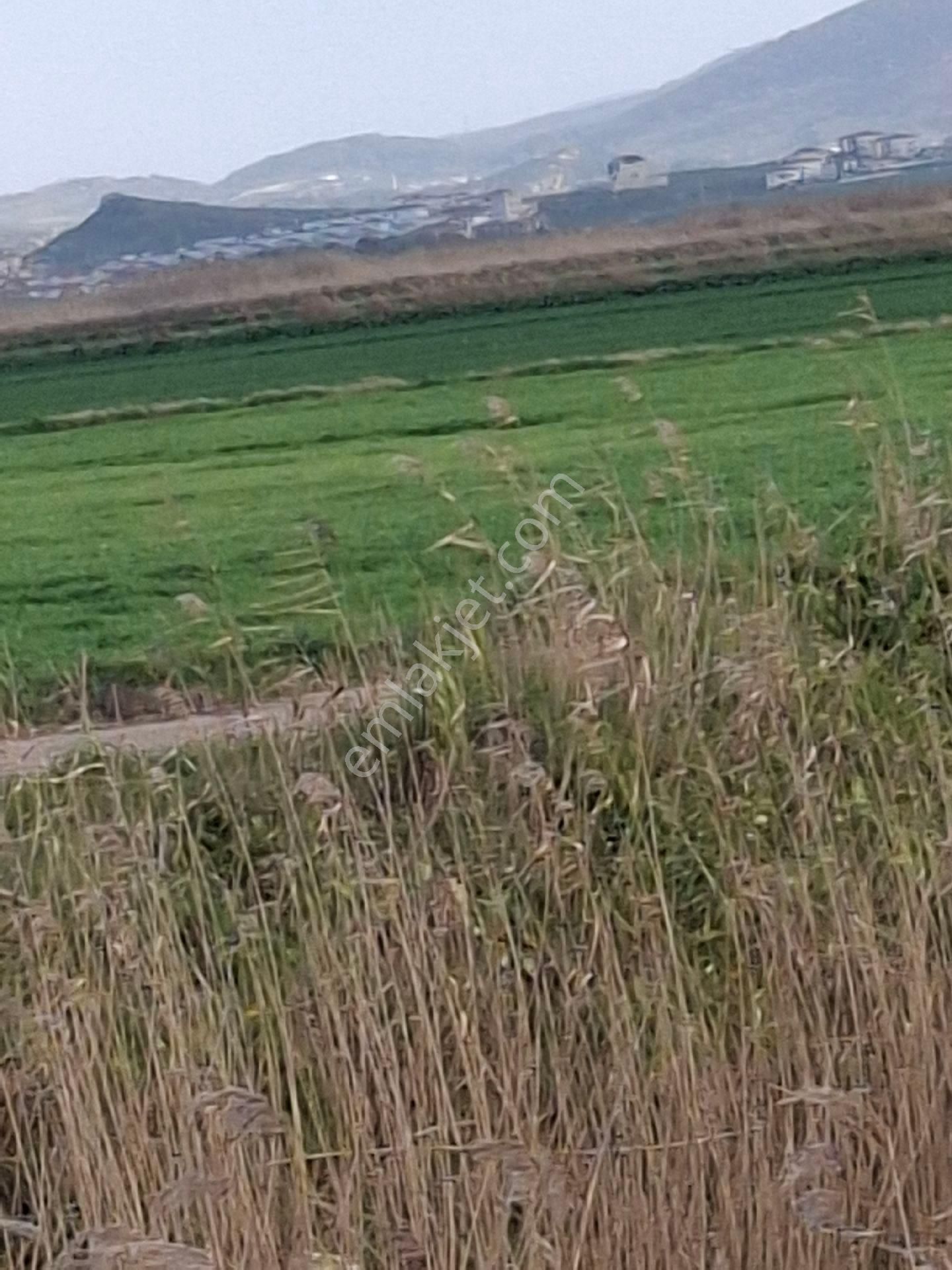 Foça Yeni Bağarasında 1350 M2 Bahçe Acil Satiliktir - Görsel 19