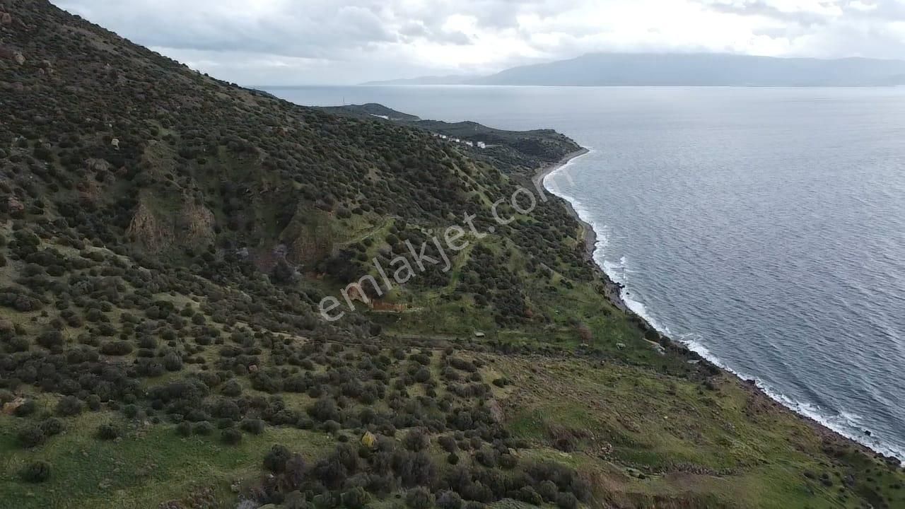 Çanakkale Babakale'de | 33 Dönüm Deniz Manzaralı Zeytinlik - Görsel 3