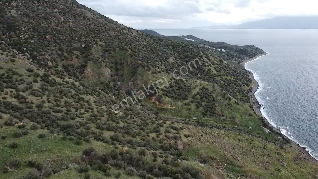 Çanakkale Babakale'de | 33 Dönüm Deniz Manzaralı Zeytinlik - Görsel 10