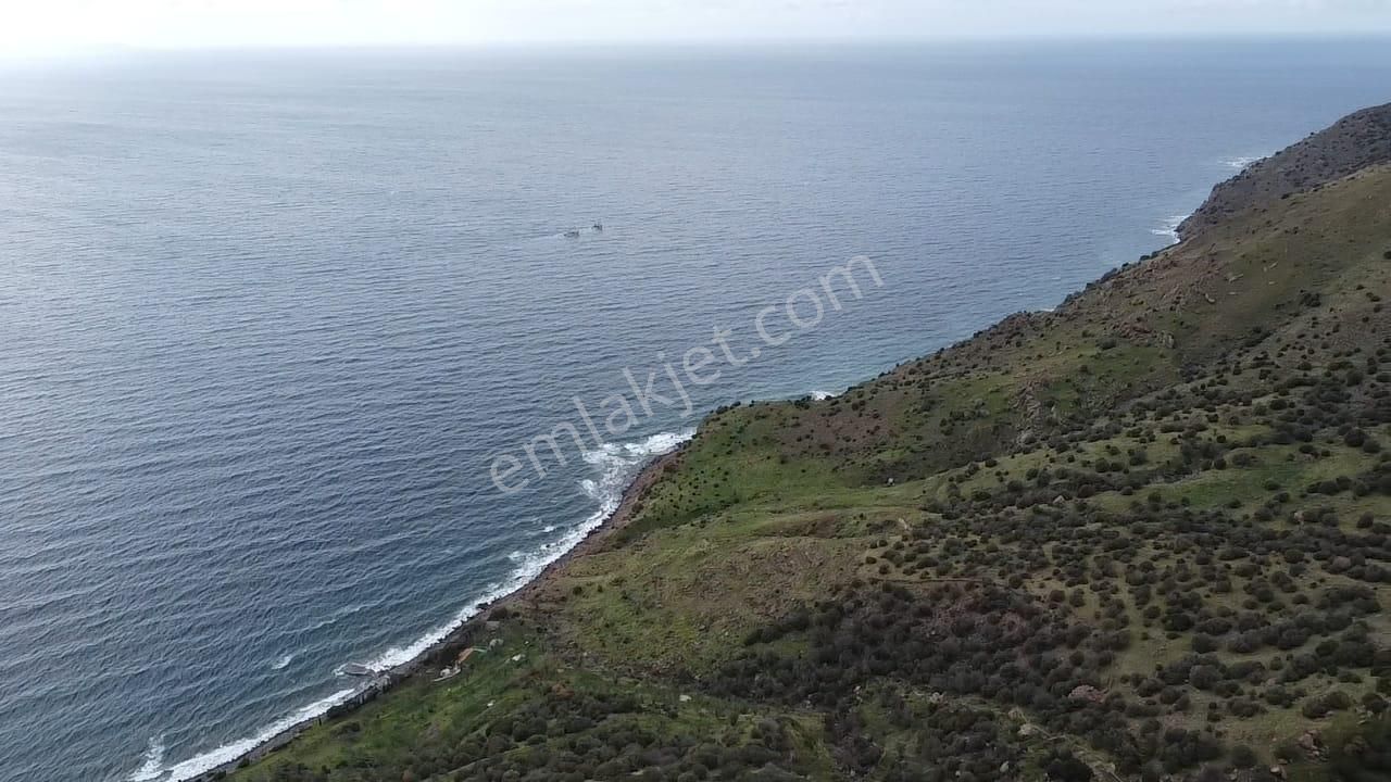 Çanakkale Babakale'de | 33 Dönüm Deniz Manzaralı Zeytinlik - Görsel 2