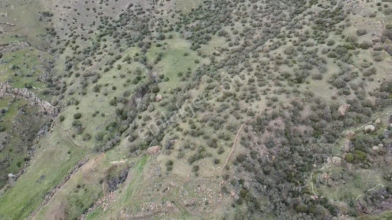 Çanakkale Babakale'de | 33 Dönüm Deniz Manzaralı Zeytinlik - Görsel 7
