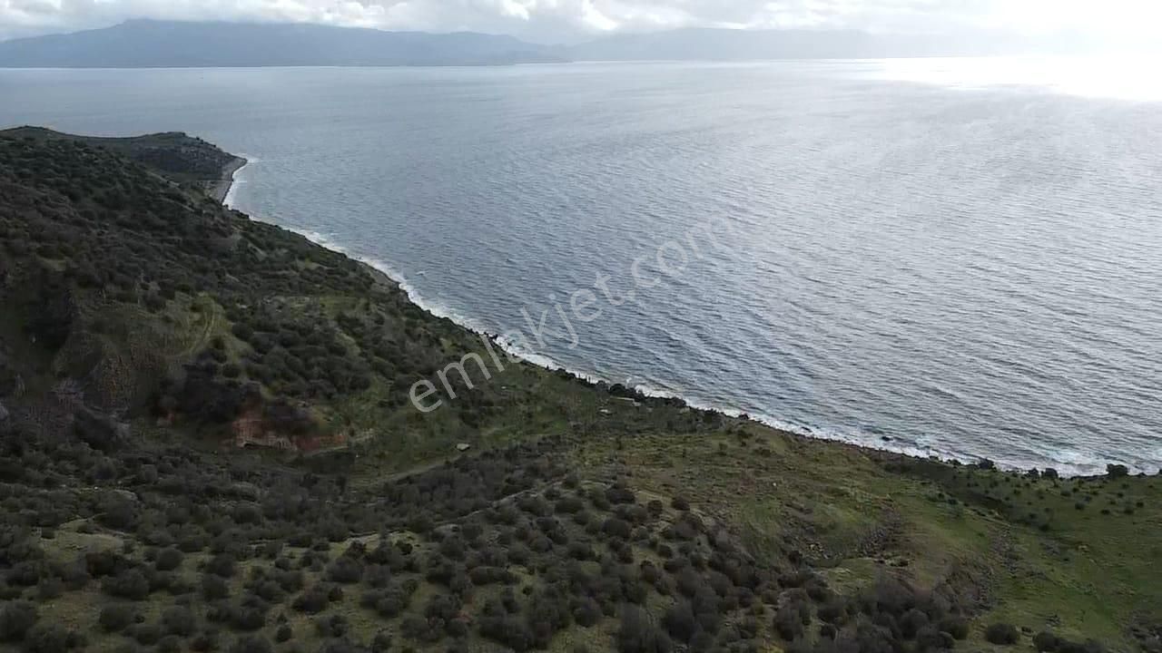 Çanakkale Babakale'de | 33 Dönüm Deniz Manzaralı Zeytinlik