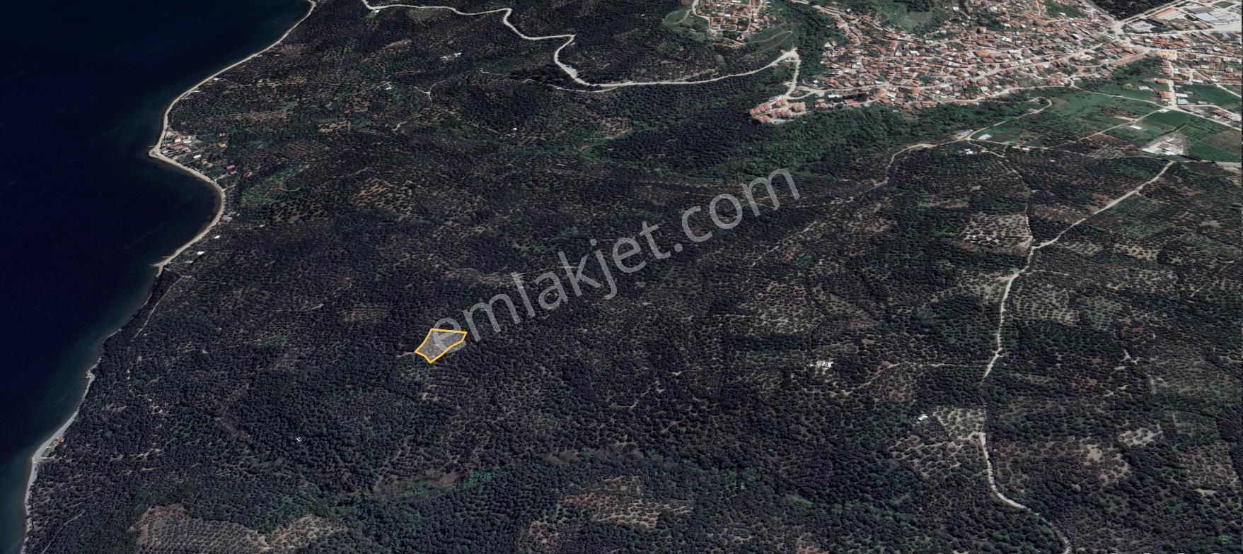 🟨⬛lıon Emlak'tan Edincik'te Merkeze Ve Denize Yakın Satılık Zeytinlik⬛🟨 - Görsel 7