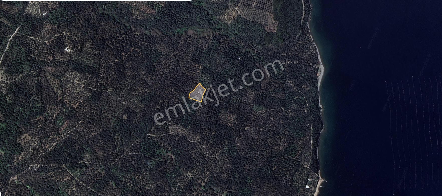 🟨⬛lıon Emlak'tan Edincik'te Merkeze Ve Denize Yakın Satılık Zeytinlik⬛🟨 - Görsel 5