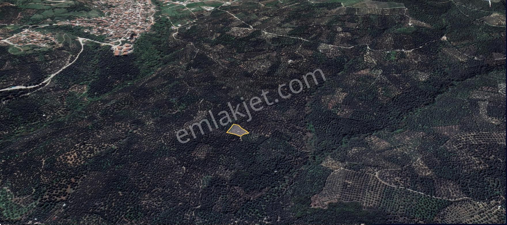 🟨⬛lıon Emlak'tan Edincik'te Merkeze Ve Denize Yakın Satılık Zeytinlik⬛🟨 - Görsel 6
