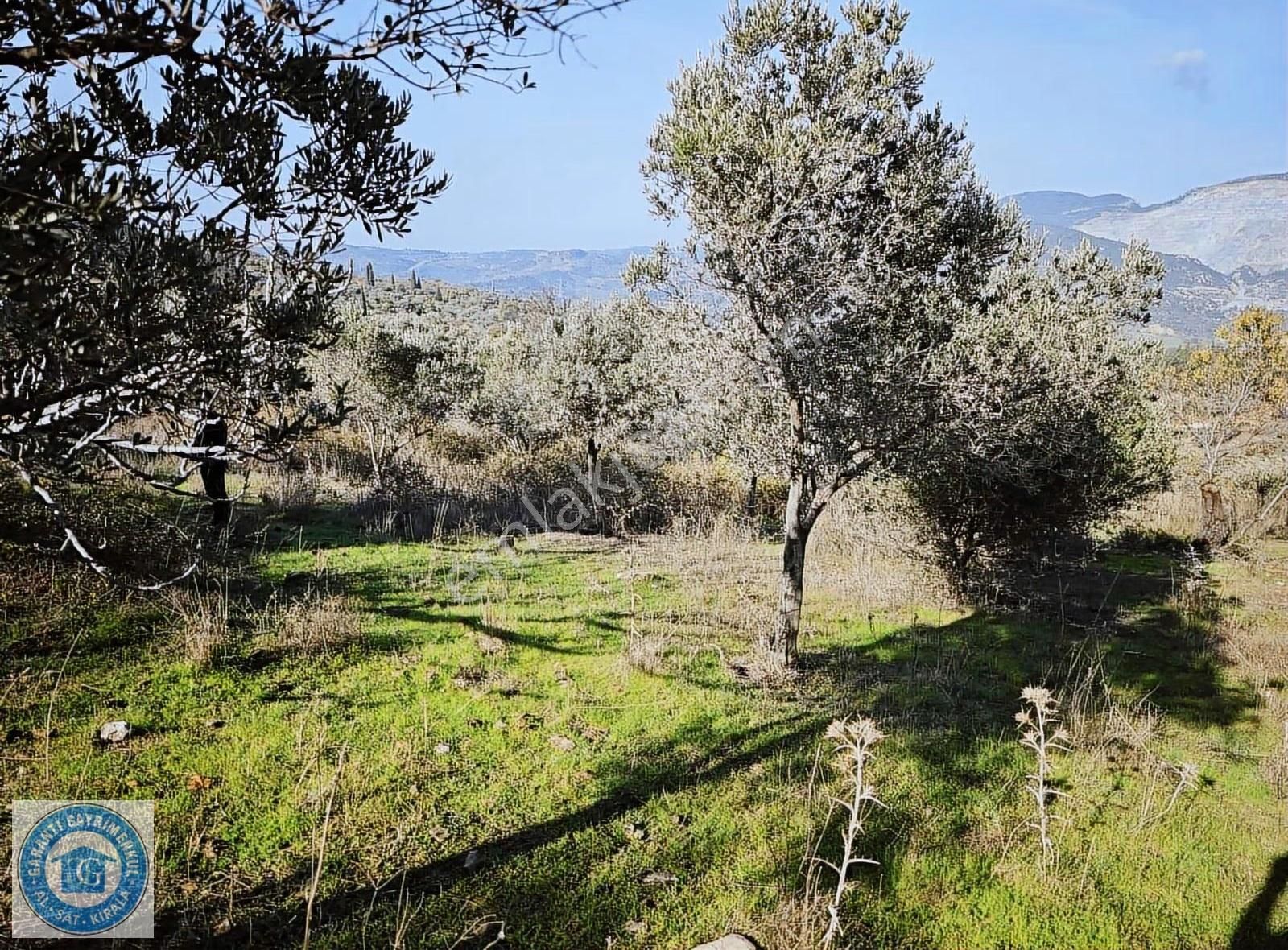 Yatırımlık Evler'den 14 Dönüm Zeytinlik