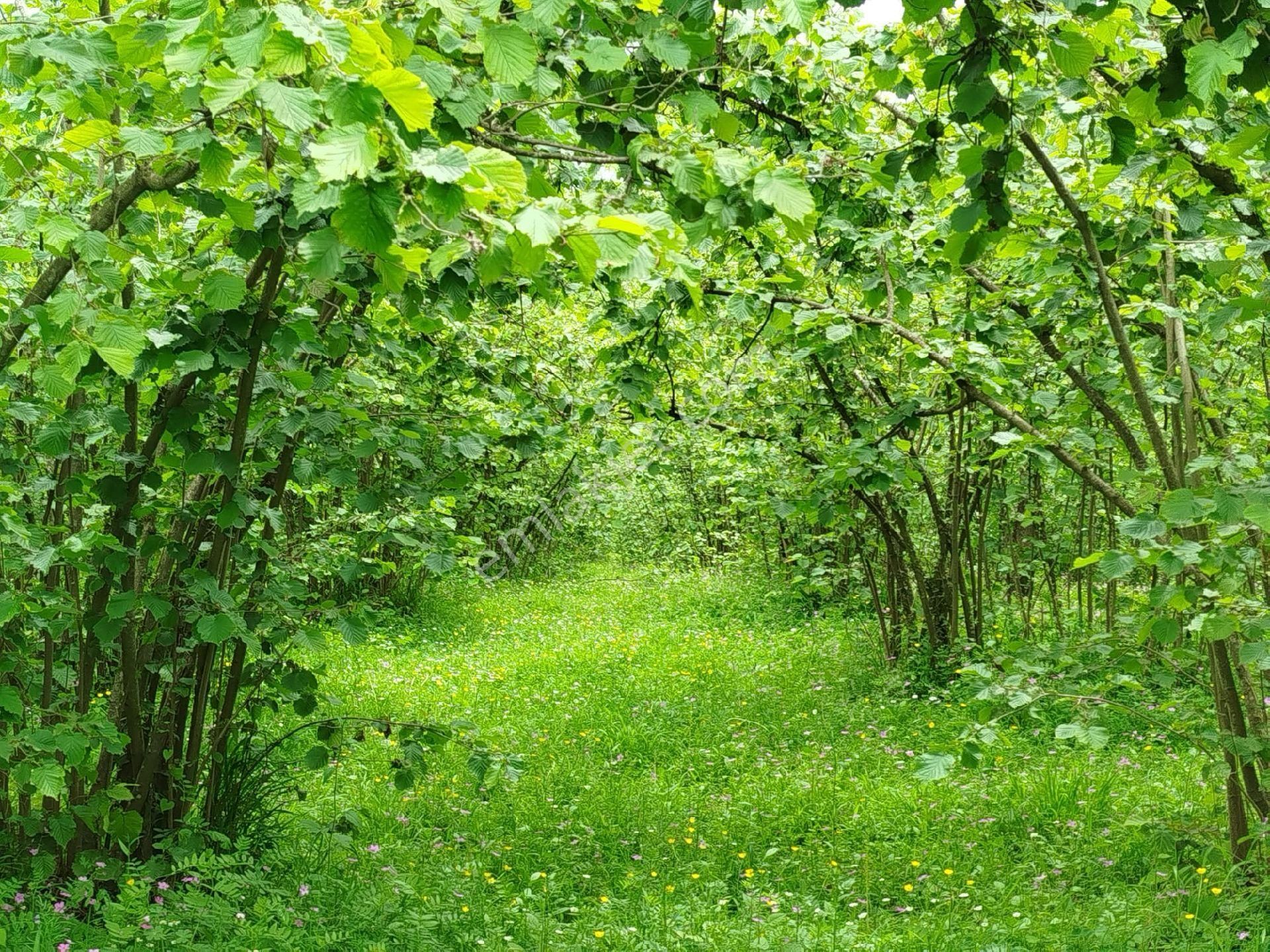 Perşembe Yeniköy'de Yola Cepheli 2224 M2 Fındık Bahçesi Satılık. - Görsel 3