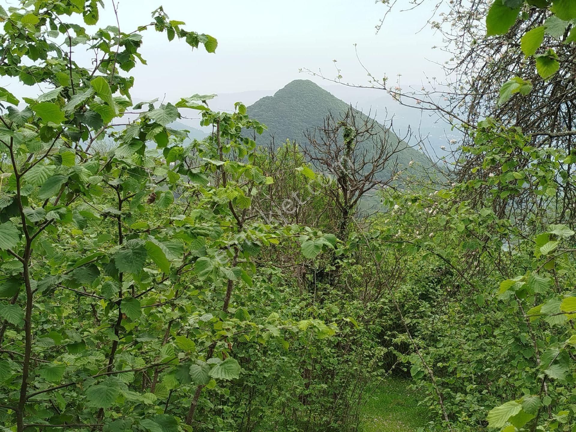 Ordu Ulubey De İmarlı Konut Arsası Satılık 2104 M2 - Görsel 2