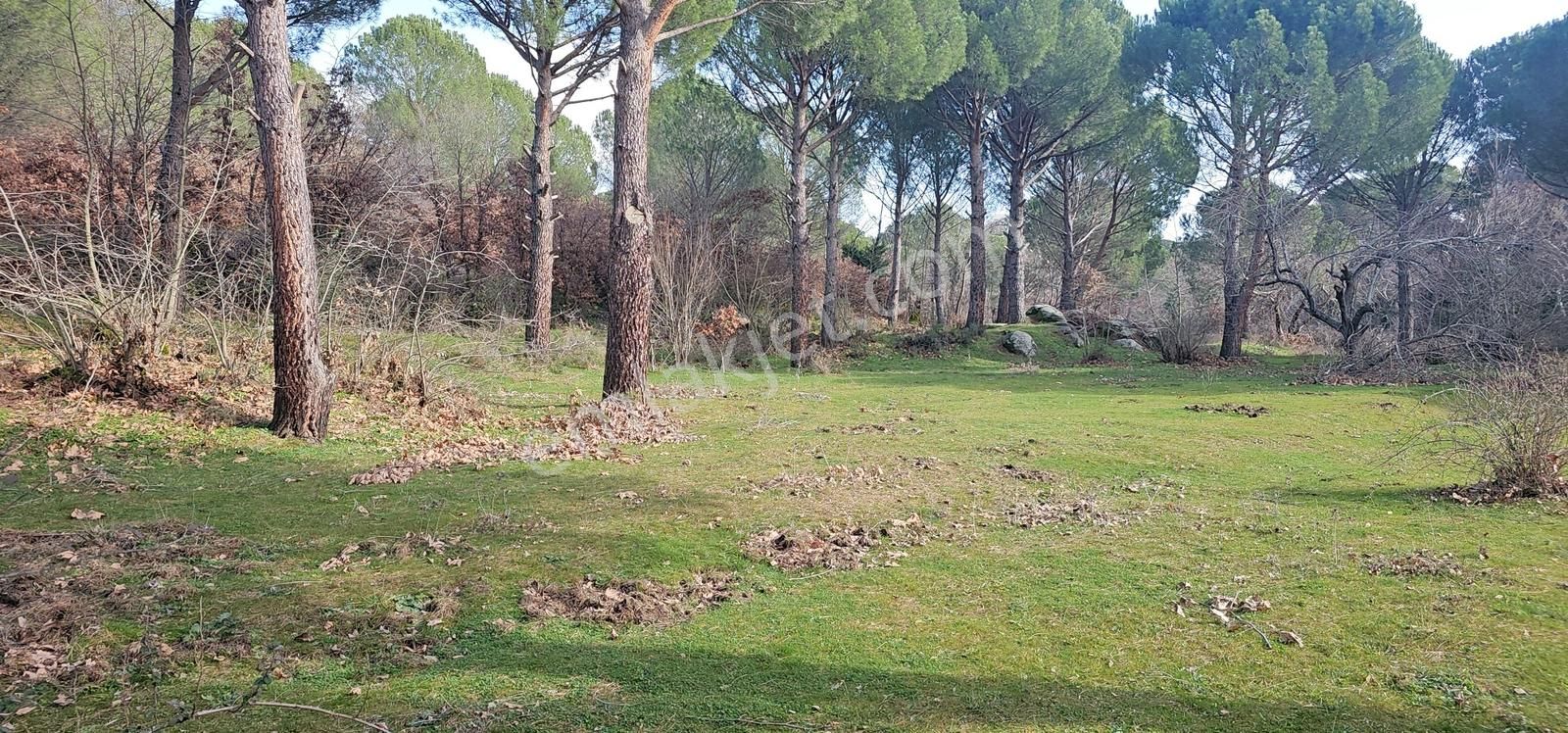 Kozak Yaylası Dere Kenarı - Görsel 14