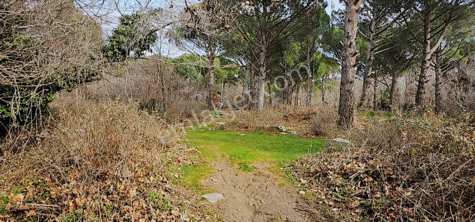 Kozak Yaylası Dere Kenarı - Görsel 4