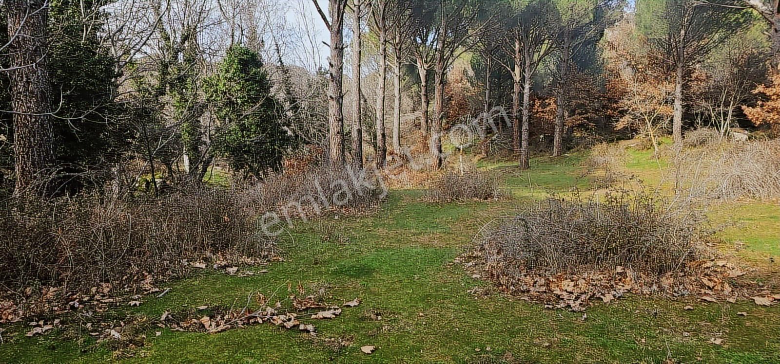 Kozak Yaylası Dere Kenarı - Görsel 3