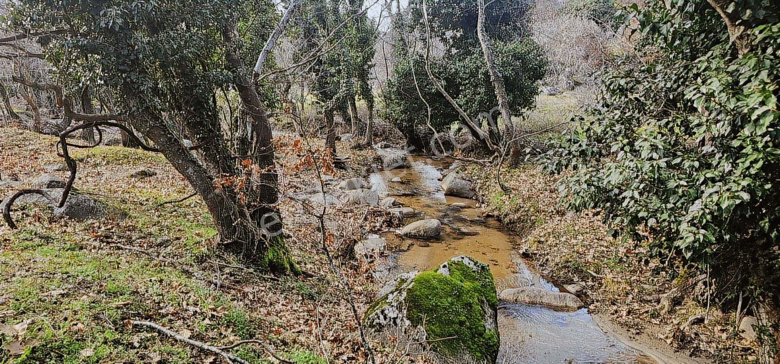 Kozak Yaylası Dere Kenarı - Görsel 9