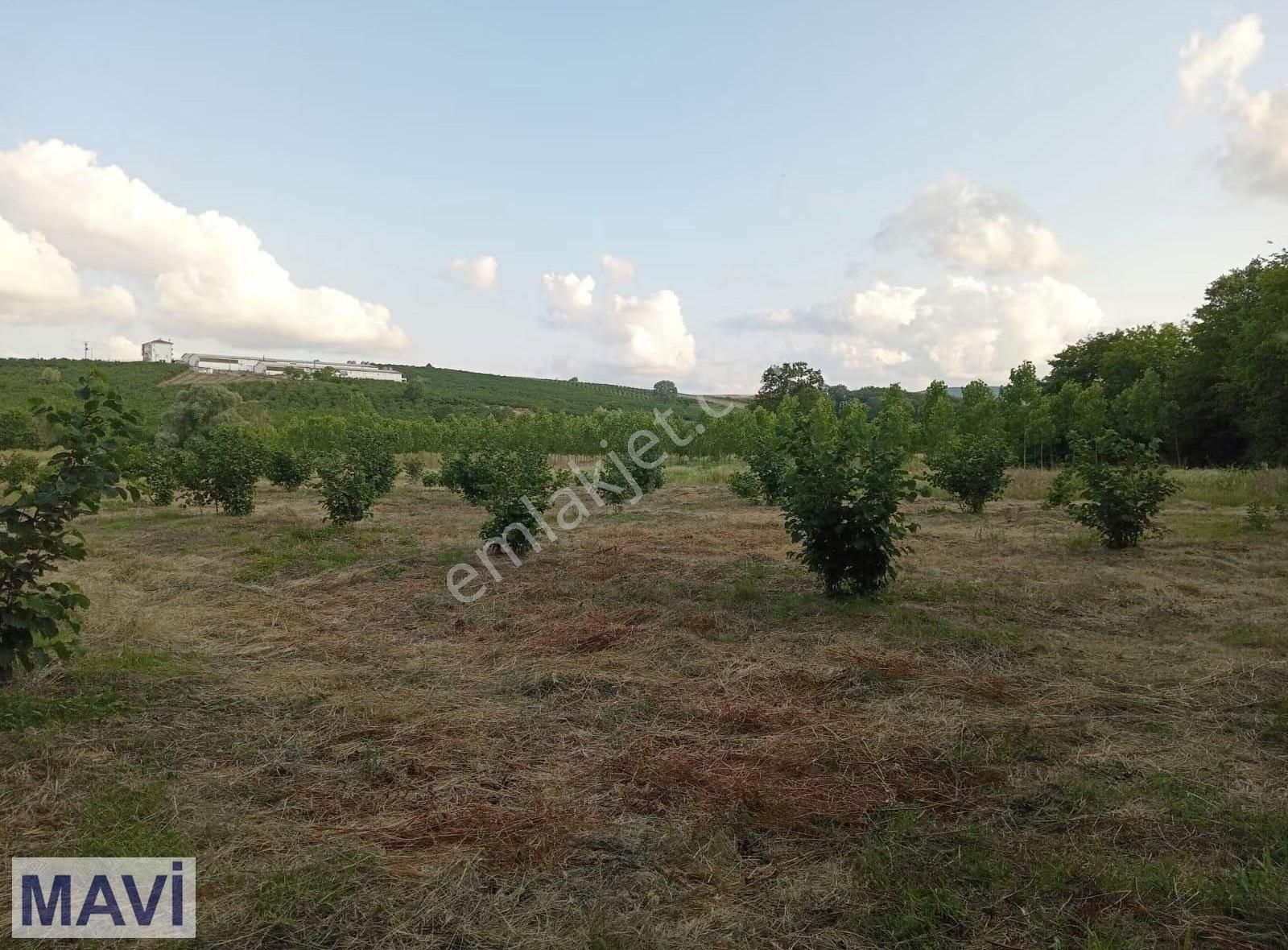 Remax Mavi'den Kaynarca Kızılcaalinde Satılık Fındık Bahçesi - Görsel 2