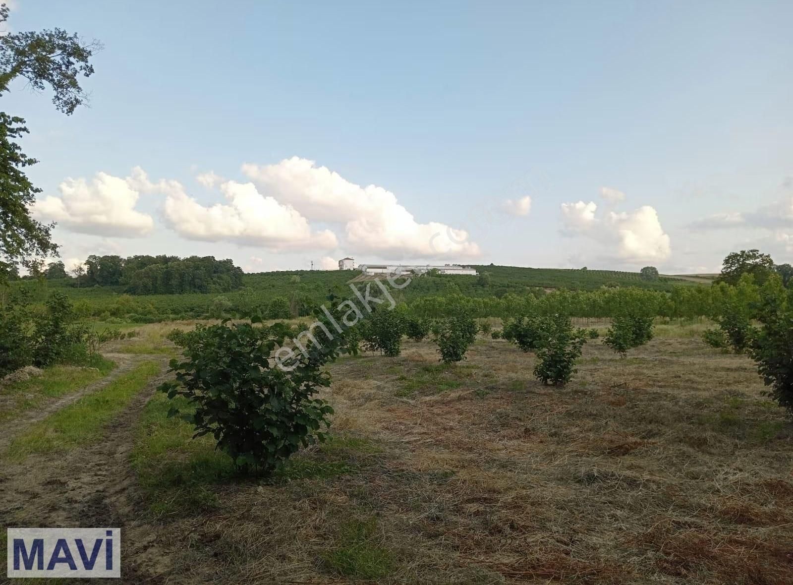 Remax Mavi'den Kaynarca Kızılcaalinde Satılık Fındık Bahçesi - Görsel 6