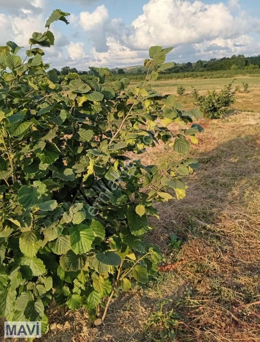 Remax Mavi'den Kaynarca Kızılcaalinde Satılık Fındık Bahçesi - Görsel 9