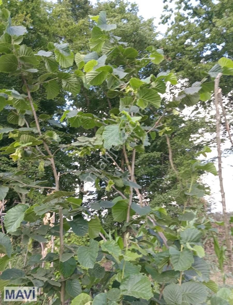 Remax Mavi'den Kaynarca Kızılcaalinde Satılık Fındık Bahçesi - Görsel 10
