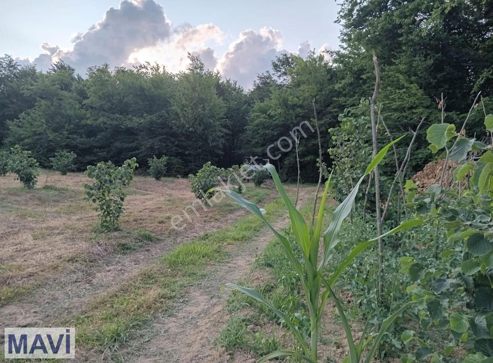Remax Mavi'den Kaynarca Kızılcaalinde Satılık Fındık Bahçesi - Görsel 11
