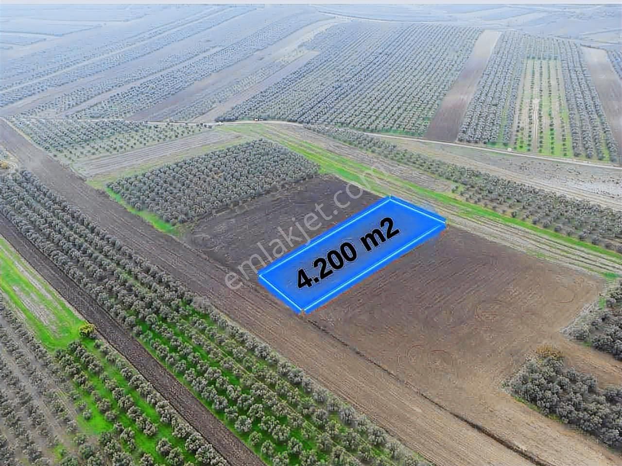 Karacabeyin İncisi İsmetpaşada Tek Parça Kupon Tarla - Görsel 3