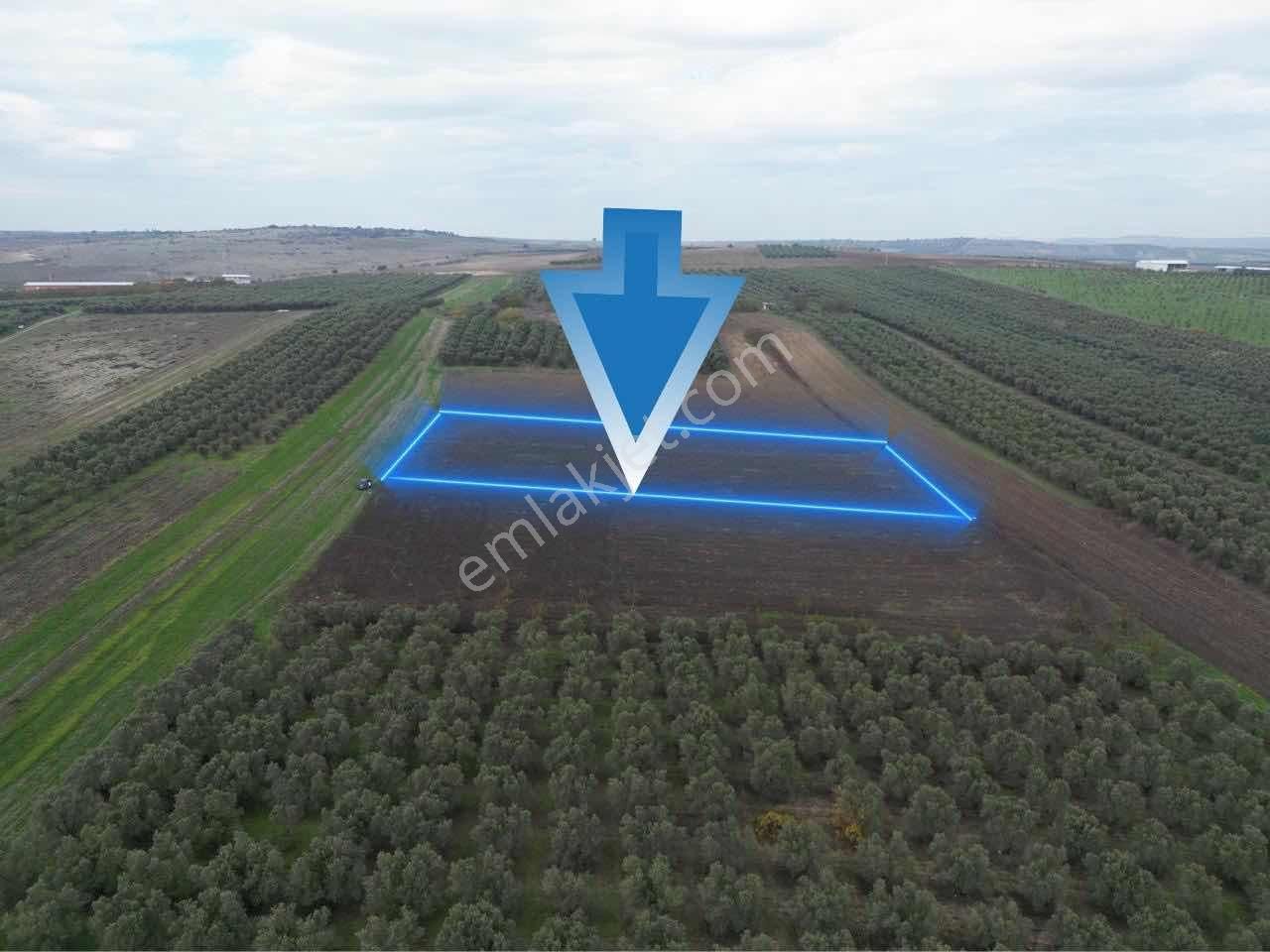 Karacabeyin İncisi İsmetpaşada Tek Parça Kupon Tarla - Görsel 2