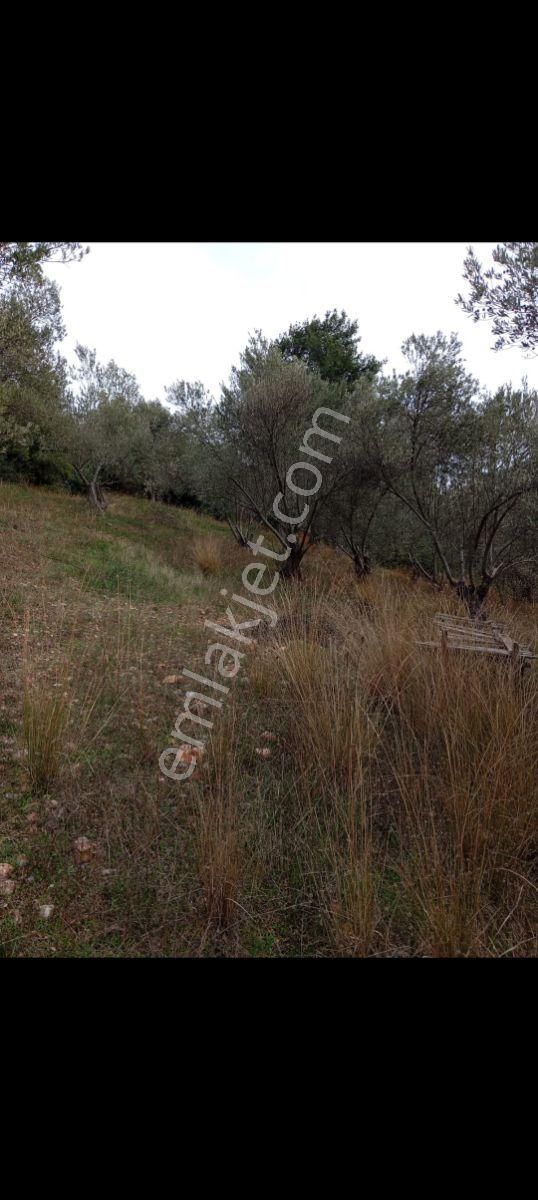 Çanakkale Lapseki Umurbey Boğaz Manzaralı Satılık Arsa - Görsel 3