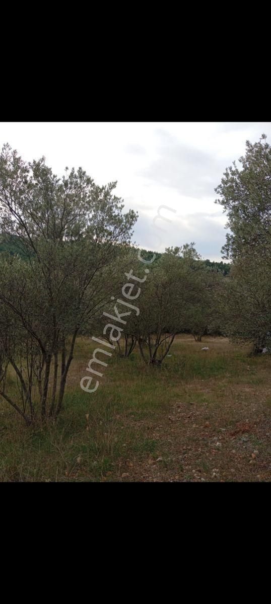 Çanakkale Lapseki Umurbey Boğaz Manzaralı Satılık Arsa - Görsel 4