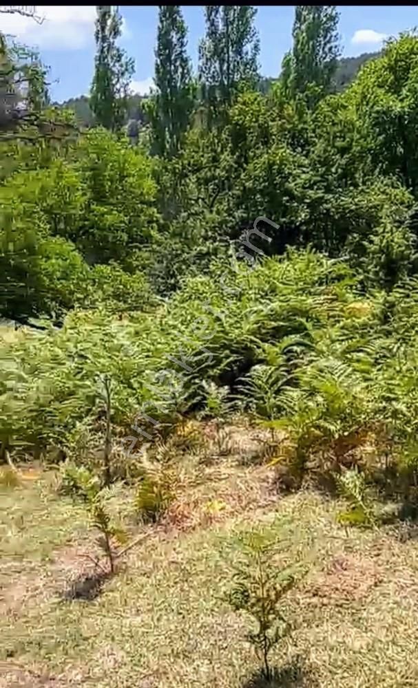 Balıkesir Burhaniye Avunduk Bölgesinde Satılık Yayla Bahçesi - Görsel 3